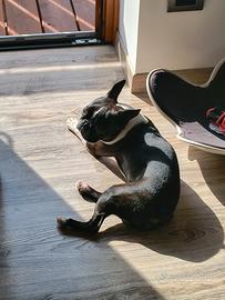 Boston terrier