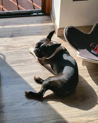 Boston terrier
