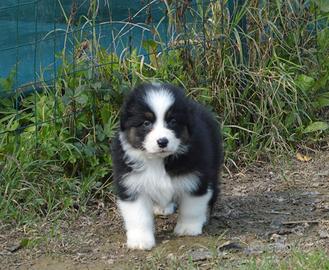 Cuccioloni australian shepherd