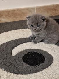 Cuccioli di gattini scottish straight e fold