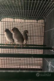 Canarini maschi 2025