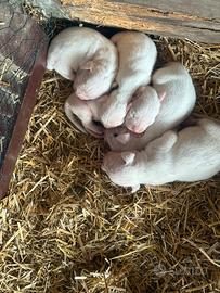 Cuccioli dogo argentino