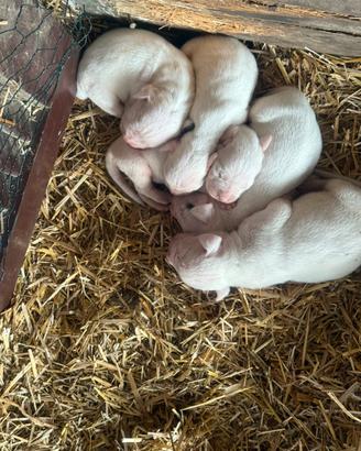 Cuccioli dogo argentino