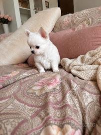 Cucciolo chihuahua con pedigree