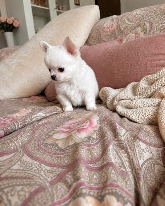 Cucciolo chihuahua con pedigree