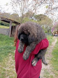 Cuccioli pastore del caucaso