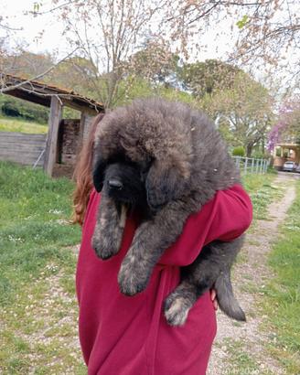 Cuccioli pastore del caucaso