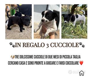 Cucciole di piccola taglia