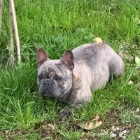 Bulldog francese femmina