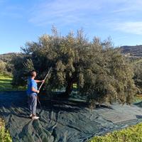 Terreno Uliveto 2800mq 48 alberi