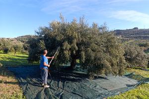 Terreno Uliveto 2800mq 48 alberi