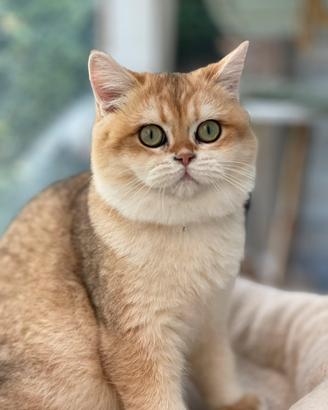 British Shorthair