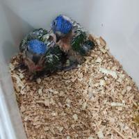 Pulli lori arcobaleno