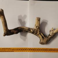 N°1 Ramo / LEGNO di ULIVO