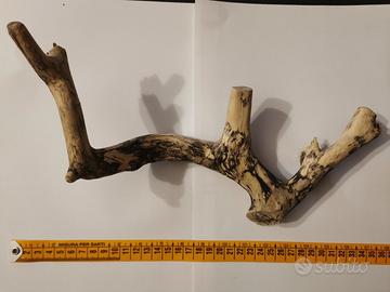 N°1 Ramo / LEGNO di ULIVO