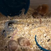 Ratto domestico albino con manto rosso oro