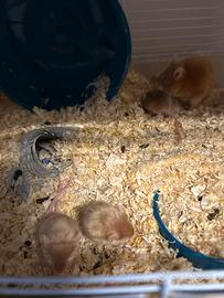 Ratto domestico albino con manto rosso oro