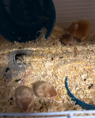 Ratto domestico albino con manto rosso oro