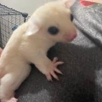 Petauro dello zucchero baby