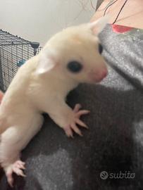 Petauro dello zucchero baby