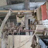 Diamantini mandarini