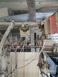 Diamantini mandarini