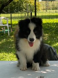 Border Collie