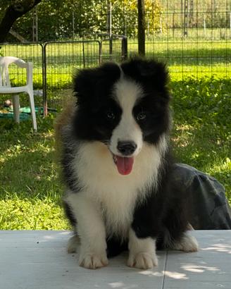 Border Collie