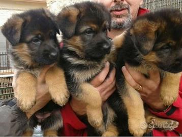 Pastore Tedesco cuccioli PEDIGREE ROSA