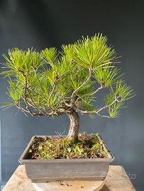 Bonsai