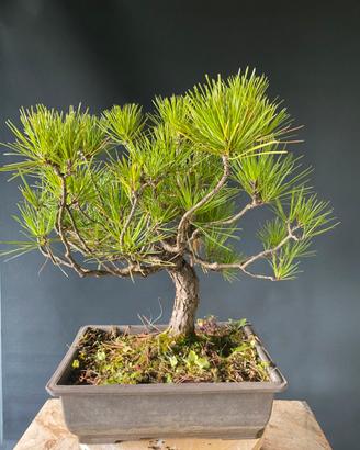 Bonsai