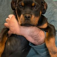 Ultimi cuccioli di rottweiler