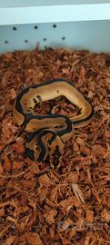 Leopard clown het piebald Pitone reale