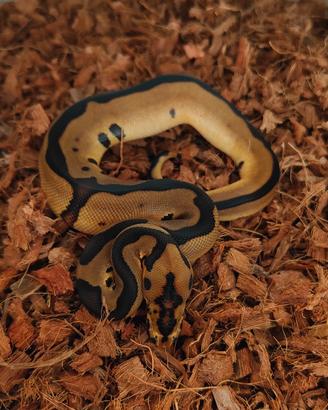 Leopard clown het piebald Pitone reale