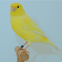 Canarini di vari colori