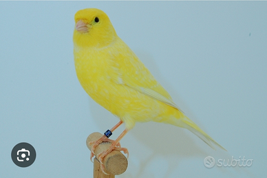 Canarini di vari colori