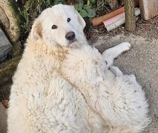 Cuccioli di pastore maremmano