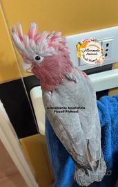 Femmina adulta Cacatua Roseicapilla