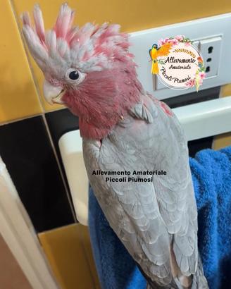 Femmina adulta Cacatua Roseicapilla