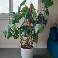 Monstera Deliciosa