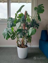 Monstera Deliciosa