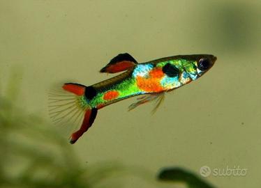 Guppy Endler