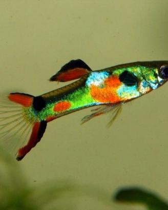 Guppy Endler