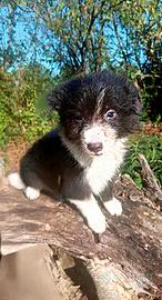 Cuccioli border