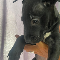 Cuccioli di bull terrier