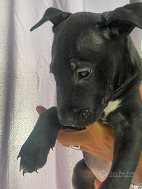 Cuccioli di bull terrier