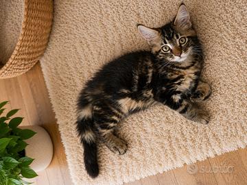 Maine Coon