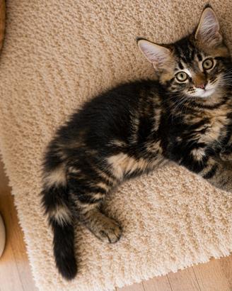 Maine Coon