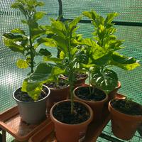 Peperoncini, piante e frutti