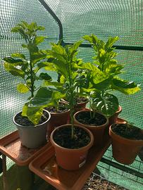 Peperoncini, piante e frutti